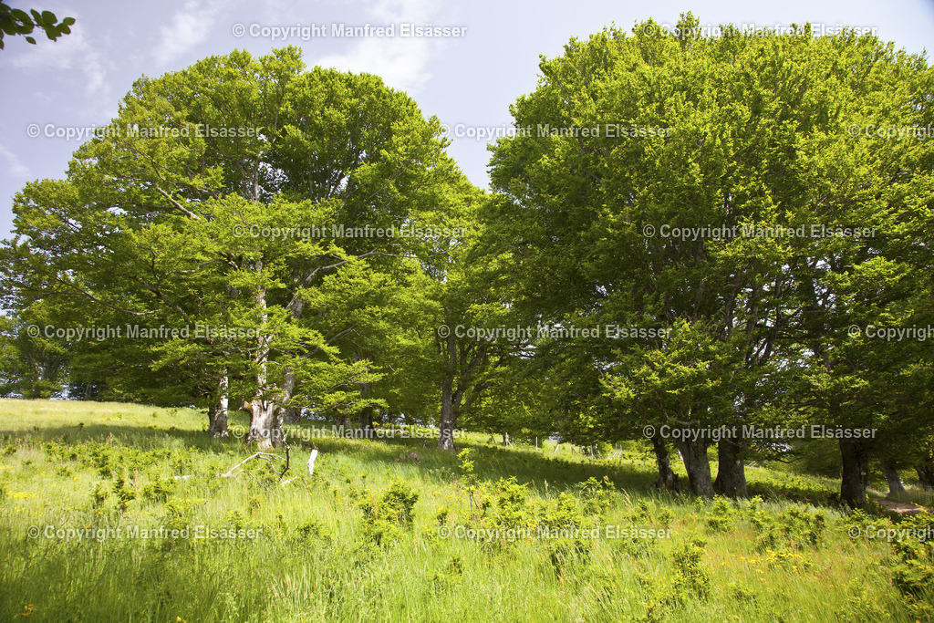WB-038 | Große grüne Laubbäume mit Wiese im Naturpark - Realisiert mit Pictrs.com