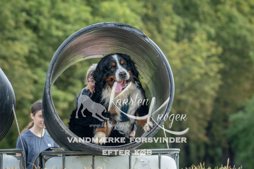 1042_ZZ92899 | kk-dogfotos