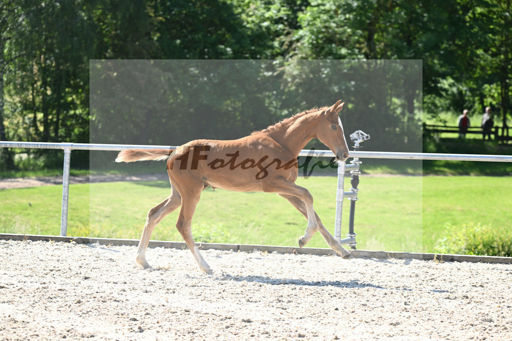 Kat-Nr. 2 SF Forlee_Foth_16230100 | hf-fotografie - Realisiert mit Pictrs.com