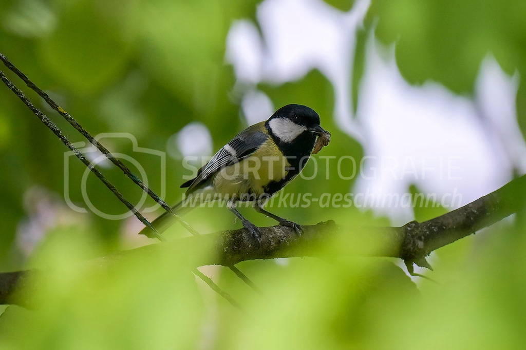 20240504_1100_AEM_nefti_6971-Bearbeitet | 04.05.2024 / , Neftenbach

Bild: Sportfotografie Markus Aeschimann | www.markus-aeschimann.ch - Realisiert mit Pictrs.com