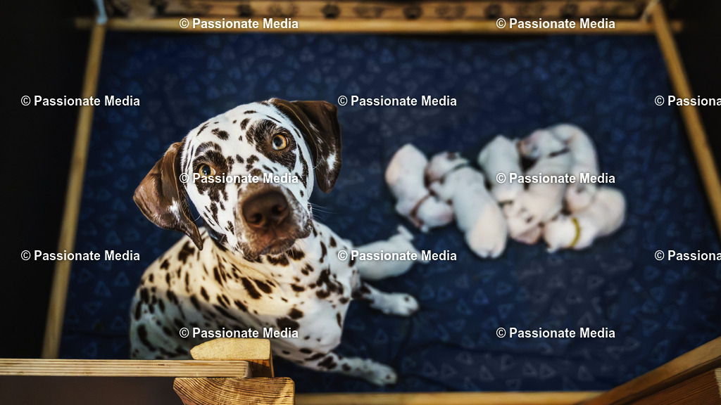 DSC03764 | Passionate Media, dein Fotograf aus Brandenburg, Märkisch Oderland, im Bereich Motorsport, Autos und Motorräder sowie Events und auch Hunde. Shootings oder auch Eventbegleitungen können bei mir gebucht we