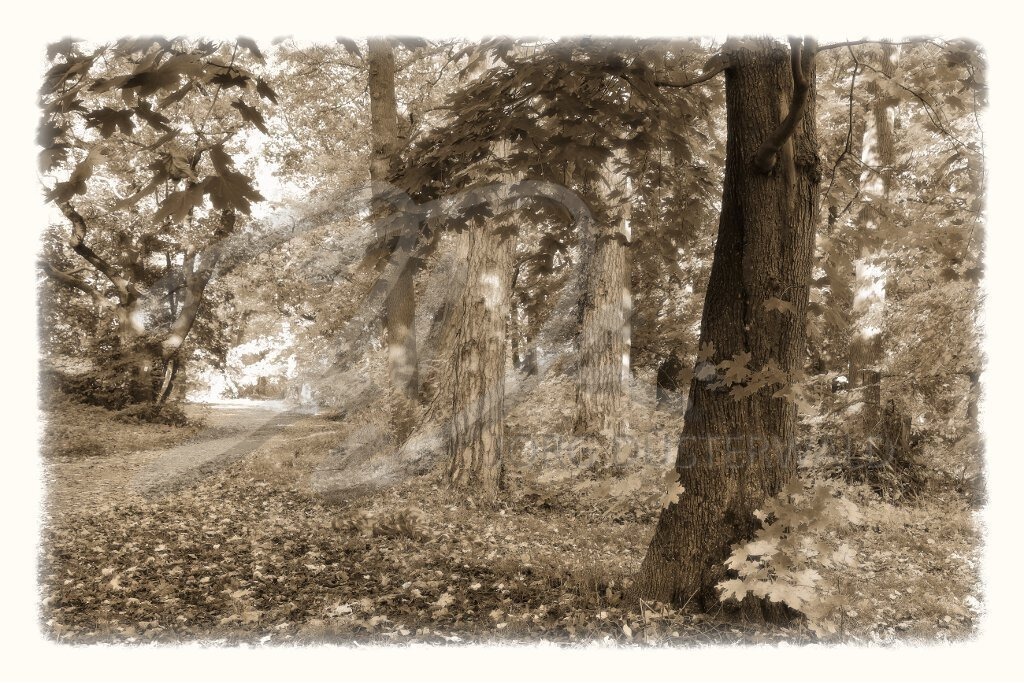 NatureArt-HERBSTLAUB_2729b3 | Herbstwald in Sepia | #001 | Modell: Fee | Foto: Andreas Meier - Realisiert mit Pictrs.com