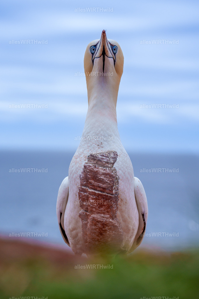 allesWIRTHwild.de - 7IV03766-Bearbeitet | Entdecke die faszinierende Welt der Natur- und Wildlife-Fotografie von Daniel und Bärbel. Inspirierende Bilder von wilden Tieren und kleinen Naturwundern.