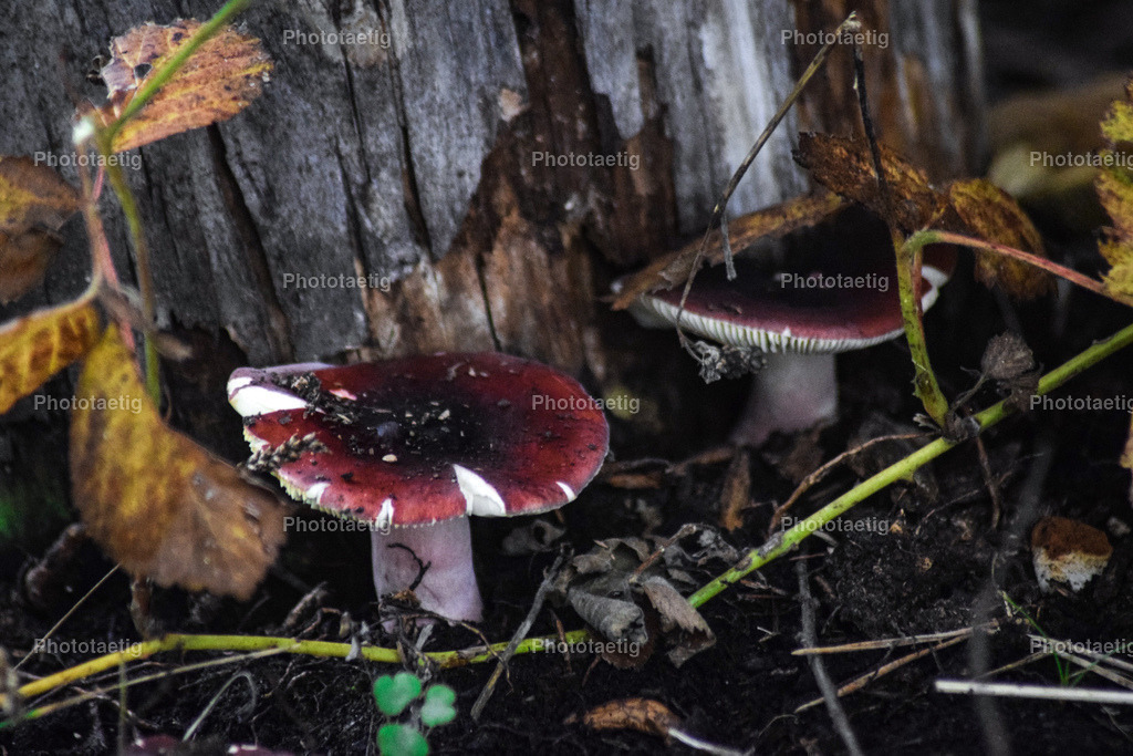 IMG_5340 | phototaetig