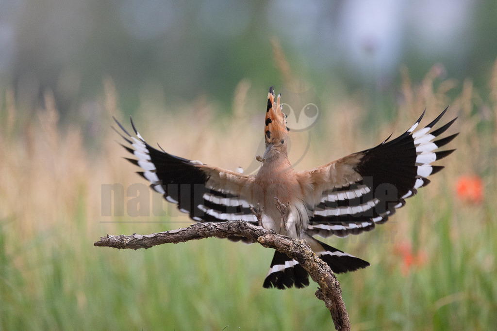 R5NF0126_20240530 | Der Bildershop von www.natur-focus.de bietet ihnen den einfachen Kauf von Bildmaterial per Download aus allen Bereichen der Natur. In den Galerien finden sie Landschaftsfotos, Tierbilder und natürlich auf Pflanzenfotos. - Realisiert mit Pictrs.com
