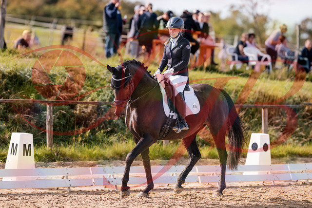 2026_10_03_Siefer-Hof_121335_Z81_14033544 | Professionelle Reitsport-, Turnier- und Eventfotografie von Robert Broda. Galerien mit ausgewählten und bearbeiteten Bildern direkt online ansehen und bestellen.
