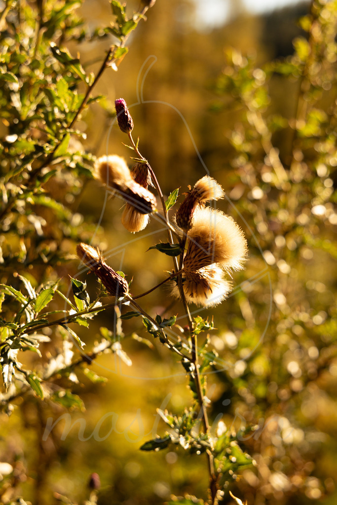 Herbst im Lungau | Ihre Fotografin im Lungau, ihre Fotografin im Mostviertel, Wandbilder Onlineshop, Imagefotos für Ihr Unternehmen,  - Realisiert mit Pictrs.com