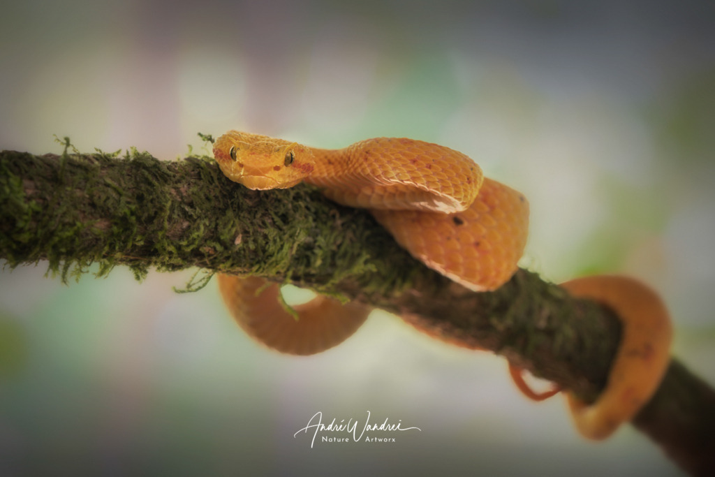 Auf Beutesuche | Andre Wandrei - Nature Artworx - Realisiert mit Pictrs.com