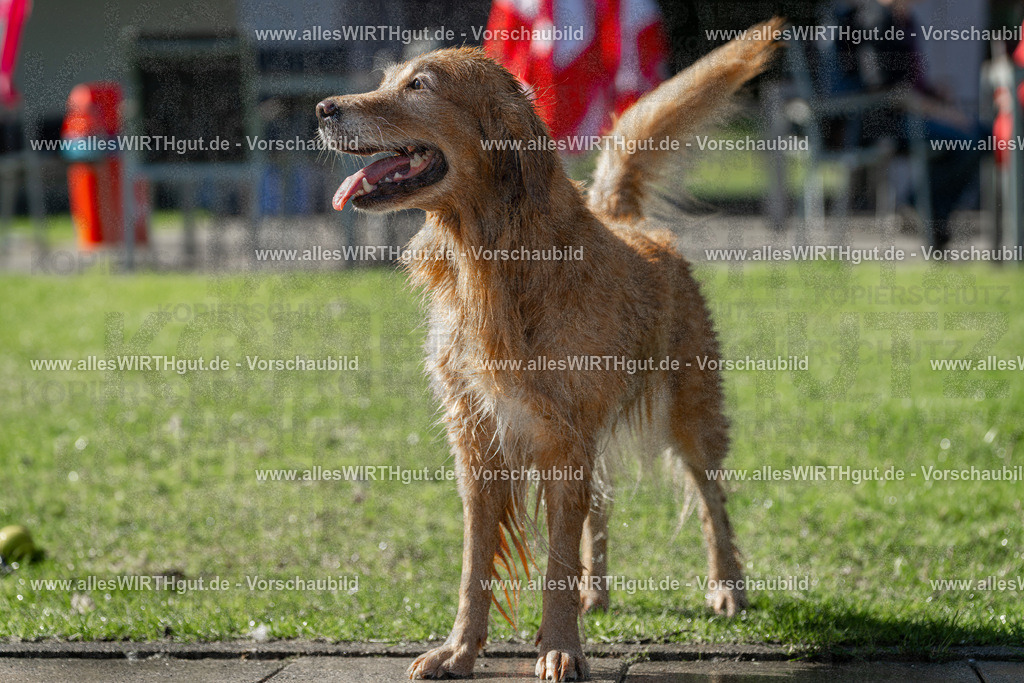 Hundeschwimmen_Volksbad_2026-allesWIRTHgut_Tierfotografie-2609061102-101219-7R509354 | Professionelle Tierfotografie in Mönchengladbach von Daniel Wirth (allesWIRTHgut). Liebevolle & natürliche Bilder von Hunden & Katzen für unvergessliche Erinnerungen.