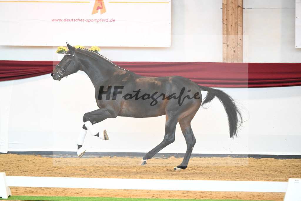 Kat-Nr. 17 v. Despacito_Gestuet Greim_66221789 | hf-fotografie - Realisiert mit Pictrs.com