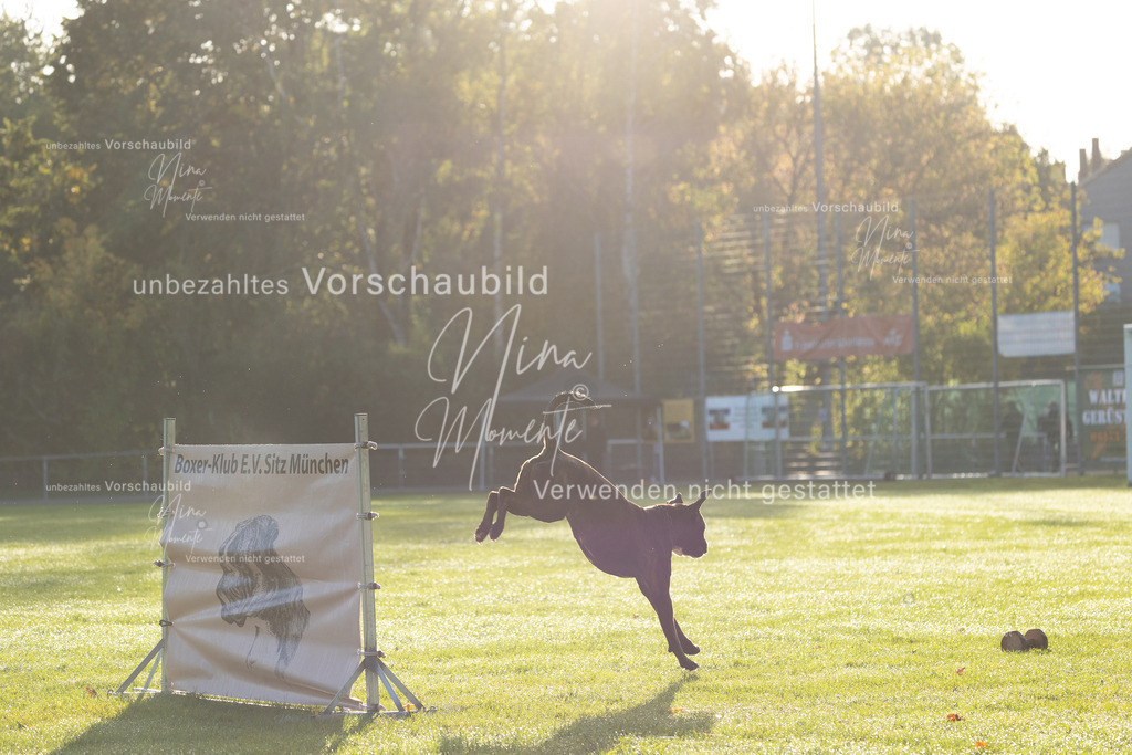 _16A6174 | Einzigartige Fotos von Hunden & Menschen –Actionfotos, Portraits, Vereinsaufnahmen & Paarshootings – authentisch, lebendig & mit Herz.