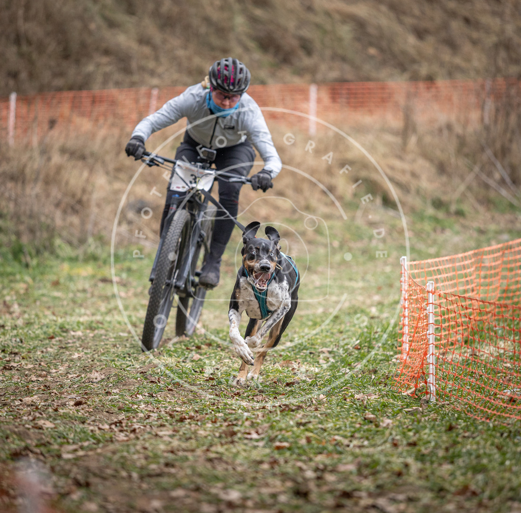Pfotenfotografie_DV3A6209 | Hundefotografie, Tierfotograf, Pfotenfotografie, Fotoshooting Hund, Hunde Portrait, Hundesport, Hundeportraits, Heideshooting, Hunde, Sportfotograf, Hundefotograf, Turnierhundsport, THS,  - Realisiert mit Pictrs.com