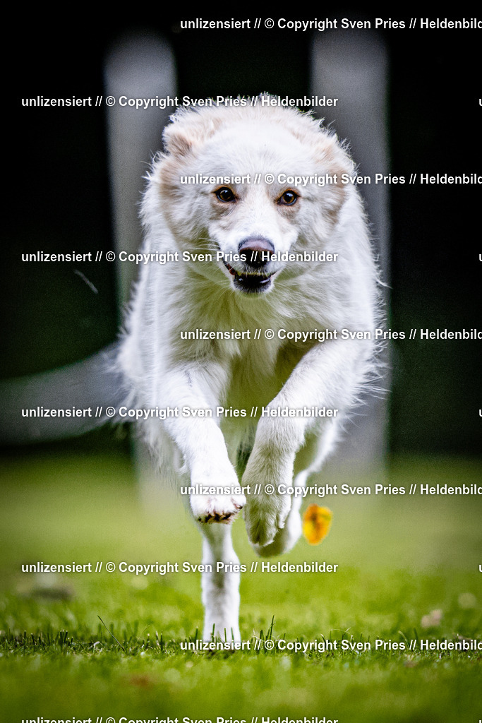 Sven Pries | 2025-10-03 - Hunderennen Obergrombach - Realisiert mit Pictrs.com