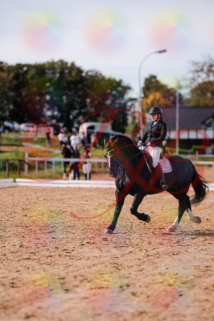 2026_10_03_Siefer-Hof_131709_Z81_65658706 | Professionelle Reitsport-, Turnier- und Eventfotografie von Robert Broda. Galerien mit ausgewählten und bearbeiteten Bildern direkt online ansehen und bestellen.