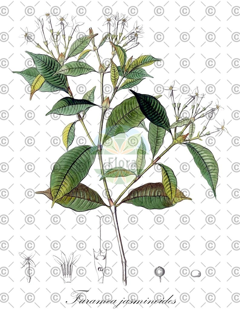 HistAbb_wfo-0001003718_1_ENZY_Simple | Historische Abbildung von Faramea jasminoides - Rubiaceae | Historical Illustration of Faramea jasminoides - Rubiaceae