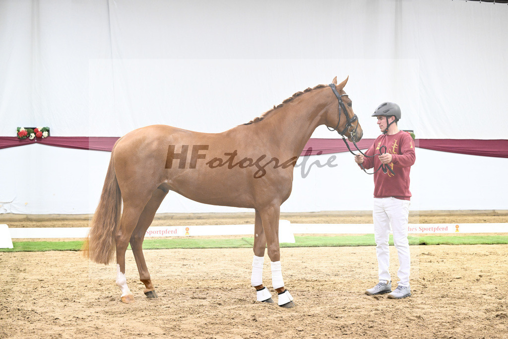 Kat-Nr. 137 Zackerey x Sarkozy_Joachim May_47254622 | hf-fotografie - Realisiert mit Pictrs.com