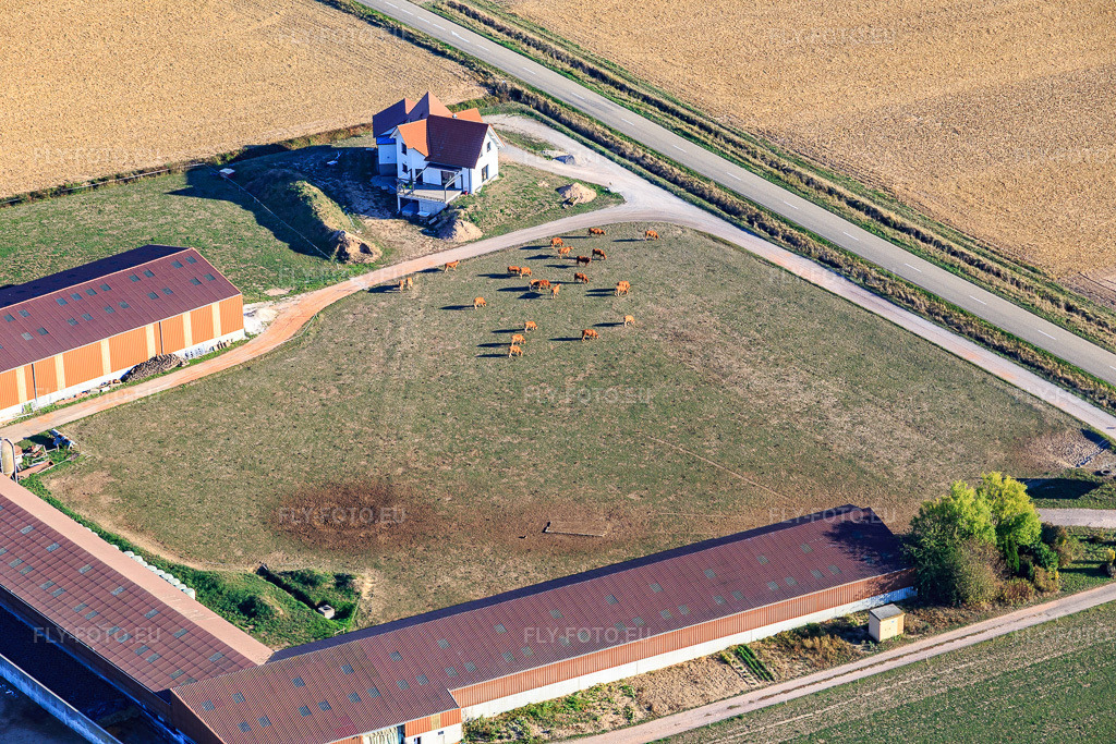 Vue aérienne: Bétail en pâture à la ferme Spiess à Schleithal dans le département Bas Rhin, France – .Photo: IMG_111903.jpg prise le 05/10/2018 par Werner Riehm/FLY-FOTO.eu – Résolution de l'original: 5472 x 3648 px