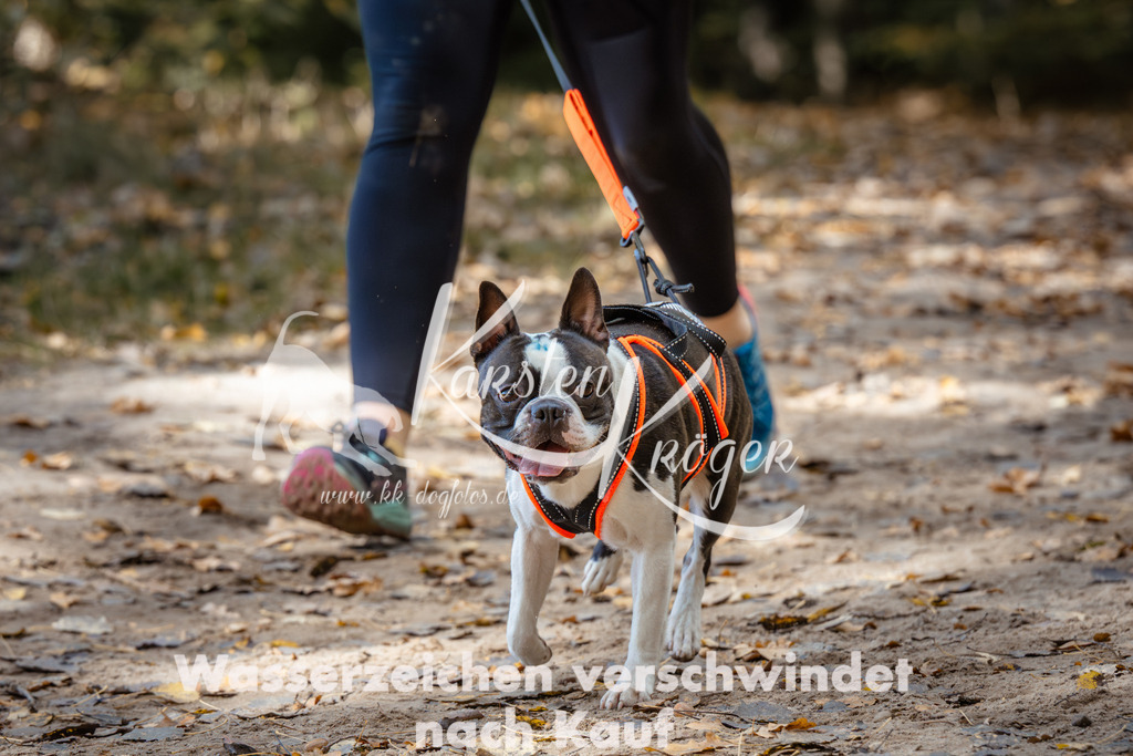 1247_ZZ96215 | kk-dogfotos