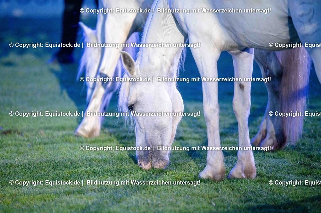 20250606_Lange-Pferdenacht_1079 | Foto: Thomas Hartig