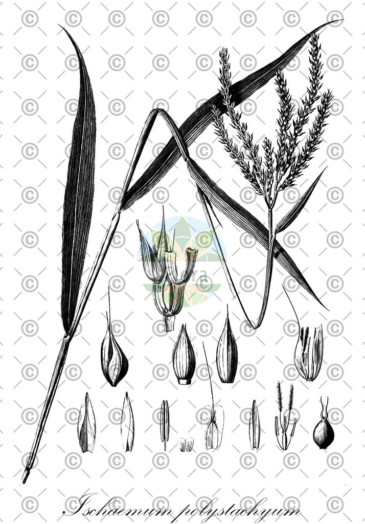 HistAbb_wfo-0001186848_1_ENZY_Simple | Historische Abbildung von Ischaemum polystachyum - Poaceae | Historical Illustration of Ischaemum polystachyum - Poaceae