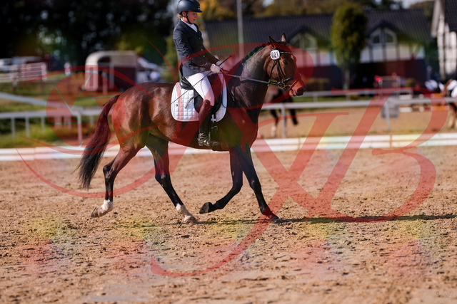 2026_10_03_Siefer-Hof_125751_Z81_46876828 | Professionelle Reitsport-, Turnier- und Eventfotografie von Robert Broda. Galerien mit ausgewählten und bearbeiteten Bildern direkt online ansehen und bestellen.