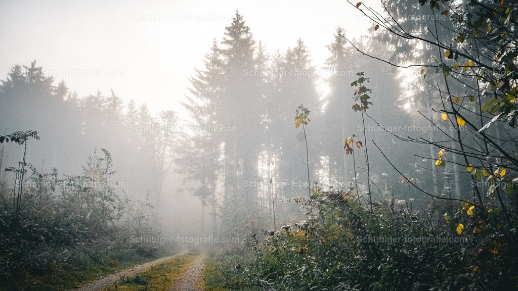 Wald im Nebel | Wald im Nebel - Realisiert mit Pictrs.com