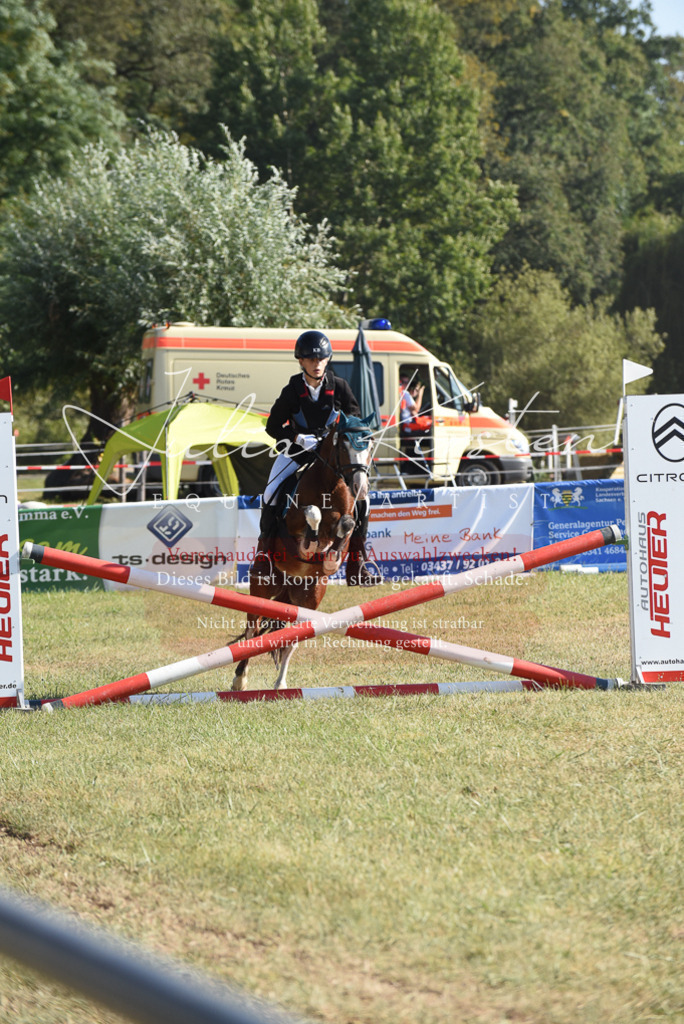 DSC_5936 | Pferde- und Turnierfotografie in Westsachsen. Pferdeportraits, Auftragszeichnungen und intuitive Kunst.