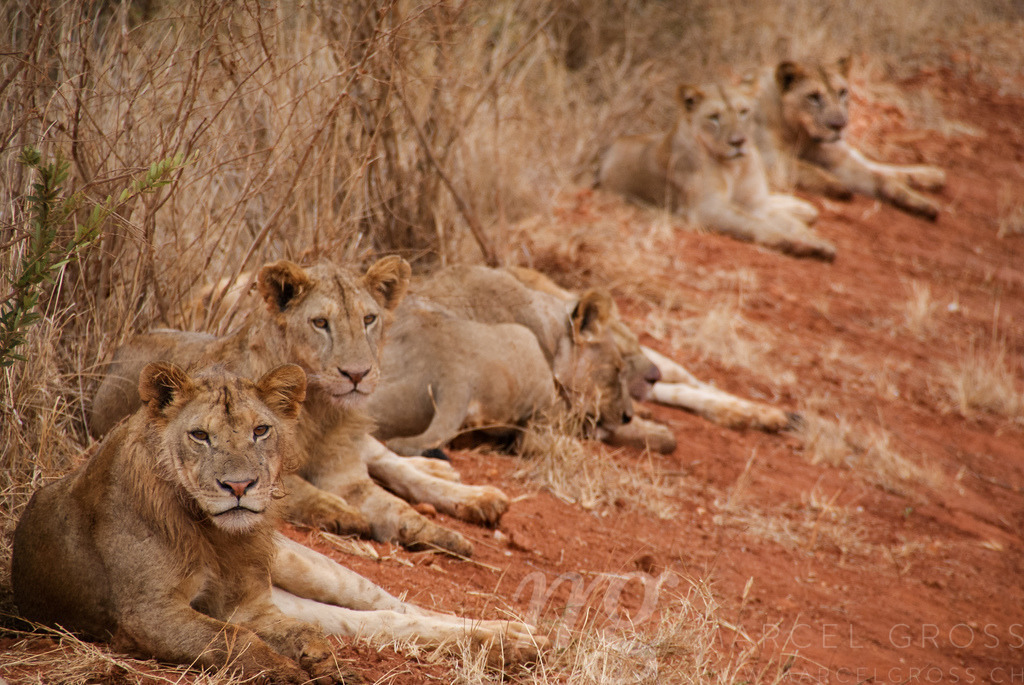 Löwenrudel im Tsavo National Park, Kenia | Löwenrudel im Tsavo National Park, Kenia - Realisiert mit Pictrs.com