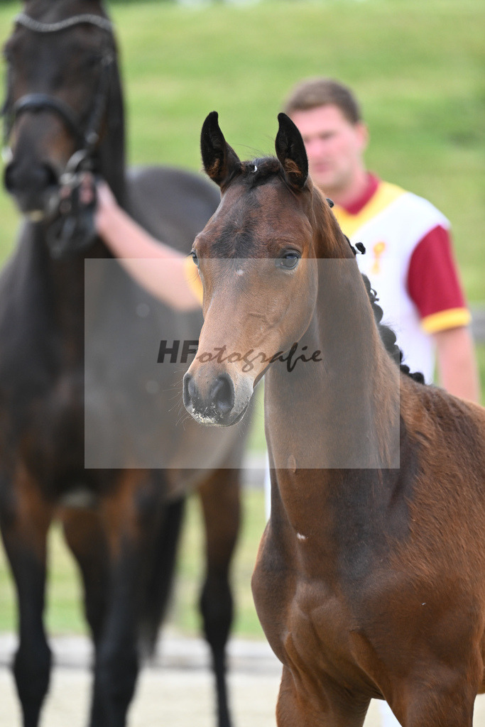Kat-Nr. 1 HF Cornets Balou_Fischer_17230003 | hf-fotografie - Realizzato con Pictrs.com