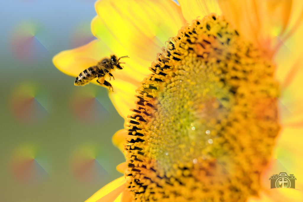 I-Biene-0004 | Entdecken Sie eine vielfältige Auswahl individueller Fotos zum Kauf auf picturalux.de. Finden Sie hochwertige Bilder für Ihre Projekte, die Ihre Botschaft perfekt unterstreichen. Stöbern Sie jetzt und verleihen Sie Ihren Inhalten das gewisse Etwas! - Realisiert mit Pictrs.com