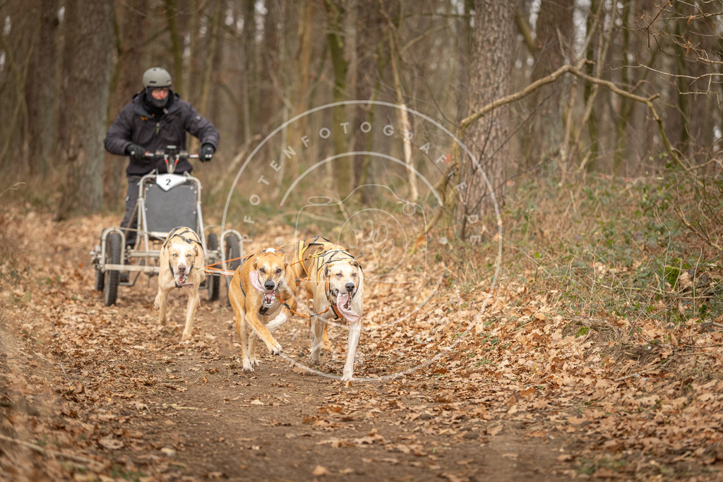 Pfotenfotografie_DV3A8672 | Hundefotografie, Tierfotograf, Pfotenfotografie, Fotoshooting Hund, Hunde Portrait, Hundesport, Hundeportraits, Heideshooting, Hunde, Sportfotograf, Hundefotograf, Turnierhundsport, THS,  - Realisiert mit Pictrs.com