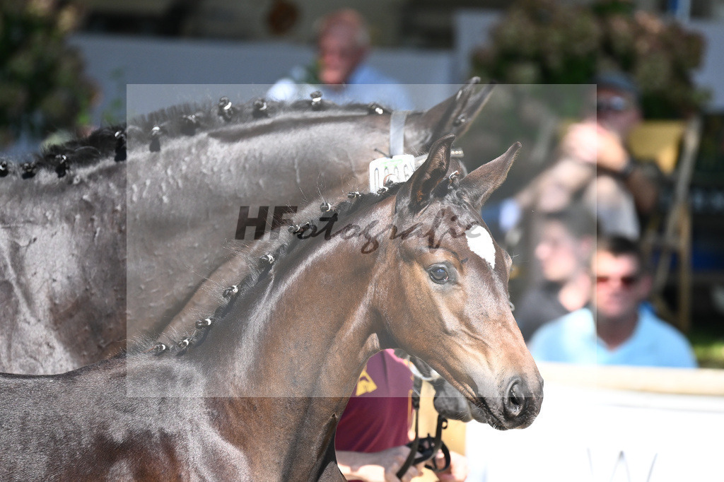 Praesentation Auktionsfohlen_36230269 | hf-fotografie - Realizzato con Pictrs.com