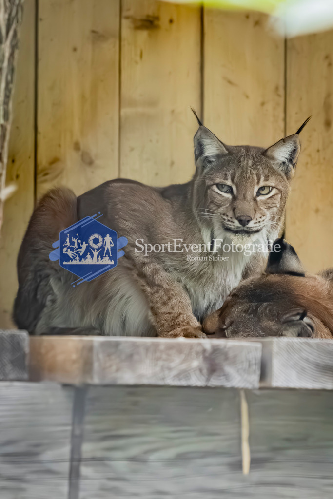 IMG_3795 | SportEventFotografie - Roman Stoiber