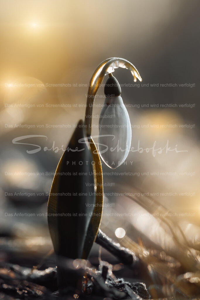 Warten auf den Frühling - Schneeglöckchen | People- und Tierfotografie, Imageaufnahmen, Veranstaltungsfotografie und Wandbilder aus der Natur ★ Made in Germany ✔️ Druck + Downloads ✔️ Naturfotografie in Top Qualität ★ schneller Versand, weltweite Lieferung! - Realisiert mit Pictrs.com