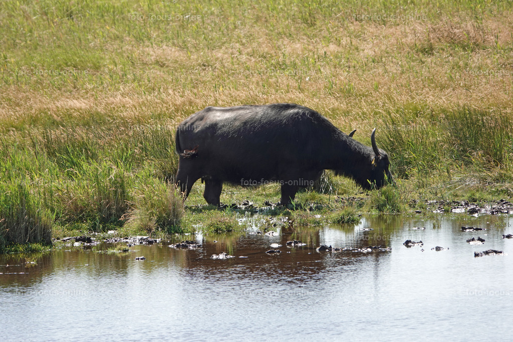 Prerow Bodden Landscape | foto-focus-online