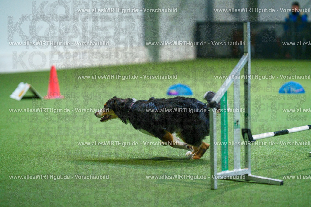 7R502009 | Professionelle Tierfotografie in Mönchengladbach von Daniel Wirth (allesWIRTHgut). Liebevolle & natürliche Bilder von Hunden & Katzen für unvergessliche Erinnerungen.