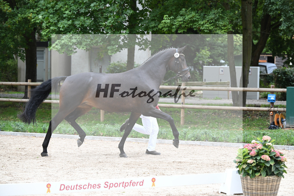 Kat-Nr. 21 Mallorca_Gestuet Greim_49221289 | hf-fotografie - Realisiert mit Pictrs.com