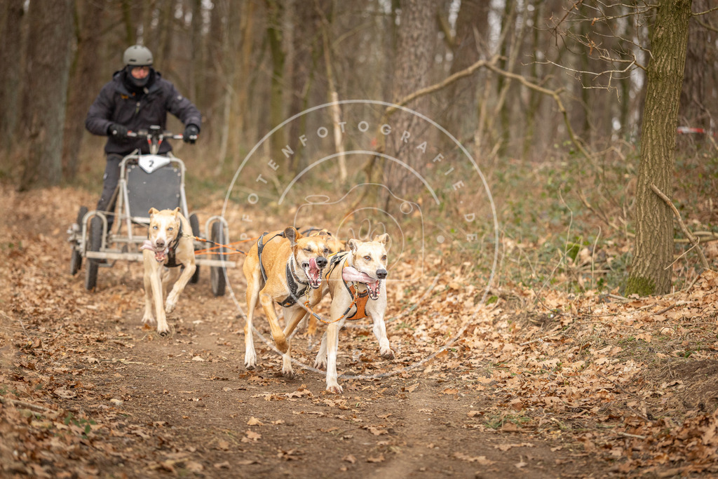 Pfotenfotografie_DV3A8683 | Hundefotografie, Tierfotograf, Pfotenfotografie, Fotoshooting Hund, Hunde Portrait, Hundesport, Hundeportraits, Heideshooting, Hunde, Sportfotograf, Hundefotograf, Turnierhundsport, THS,  - Realisiert mit Pictrs.com