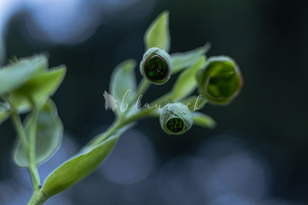 701A6828  | Sportbilder, Sportfotograf, Hochzeits- und Eventfotografin, Flugshows, Portraits und Tiershooting, Aviation, Downhill, Nationalleague, Swissleague, International