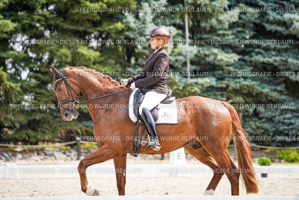 DSC09858 | Pferdegrafie