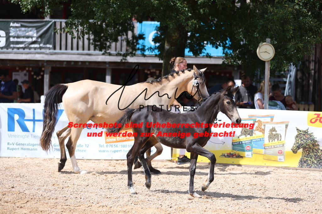 Fohlenschau_Schwäbisch_Hall_Ponys_KN 48_1 | lmwpictures - Realisiert mit Pictrs.com