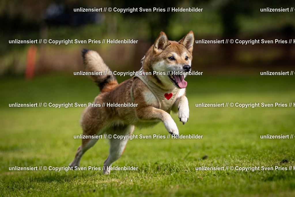 Sven Pries | 2024-09-22 - Hunderennen Baden-BadenPudelverein - Realisiert mit Pictrs.com