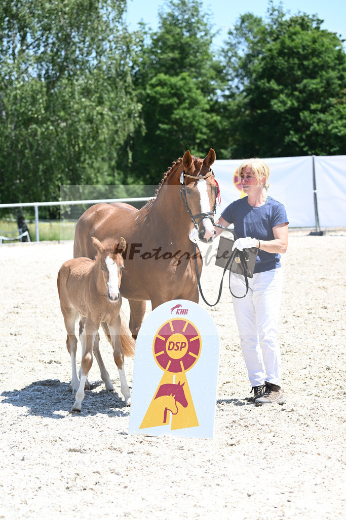 Kat-Nr. 1 SF FS Next Diamond_Kaus_16230655 | hf-fotografie - Realisiert mit Pictrs.com