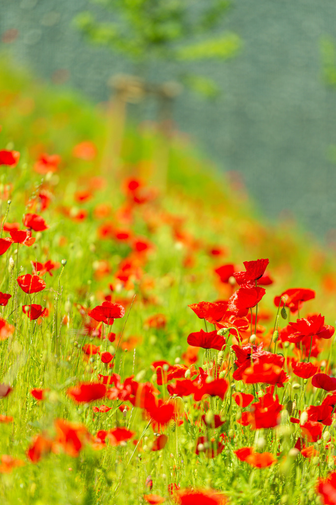 2022_06_03_MOHN_DSC3250 | Hochwertig gedruckte Fotografien für die Wand, als Kalender und zum Verschenken. Hamburg & Norddeutschland und überall wo ich mit der Kamera unterwegs war.