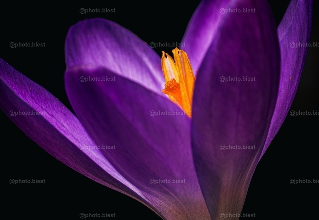 Lila Krokus | Ein Makrofoto eines Krokus. - Realisiert mit Pictrs.com