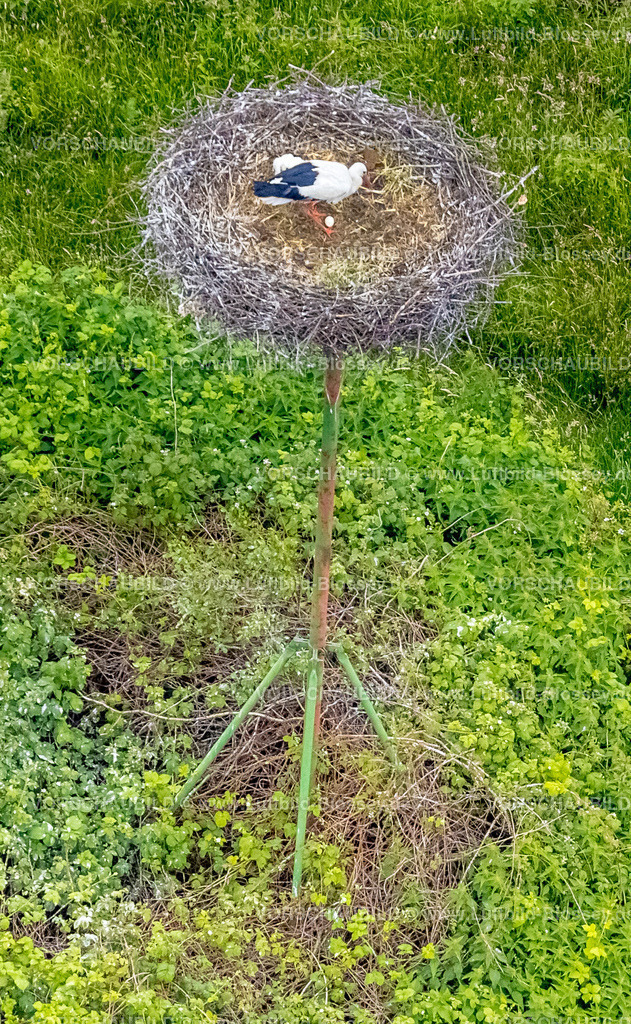 Dorsten220602926 | Luftbild, Storchennest mit Ei im Hervester Bruch, Hervest, Dorsten, Ruhrgebiet, Nordrhein-Westfalen, Deutschland