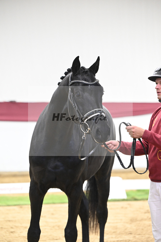 Kat-Nr. 38 Vivanero x Bretton Woods_Hanna Stengele_47251323 | hf-fotografie - Realisiert mit Pictrs.com