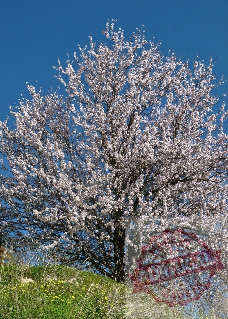 Almond tree blooming against blue sky in spring | Almond tree blooming in spring with white flowers against a clear blue sky - Realisiert mit Pictrs.com