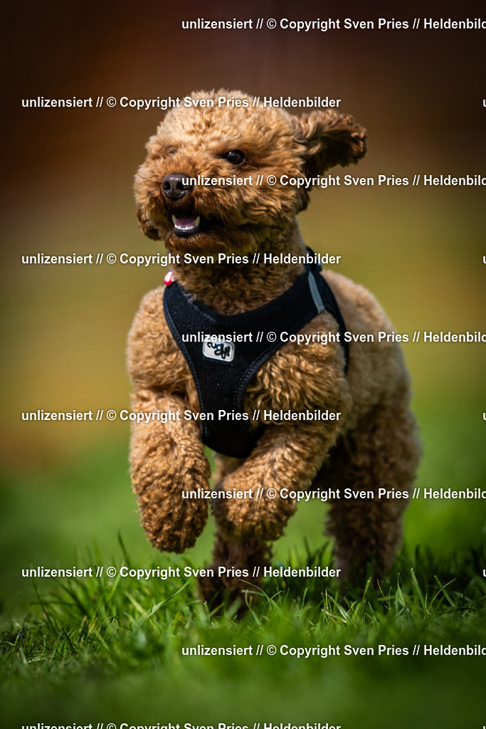 Sven Pries | 2025-04-13 - Hunderennen Baden-Baden - Realisiert mit Pictrs.com