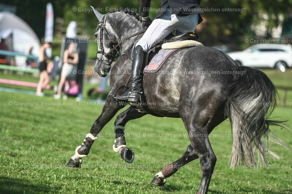 20230908_14-15_Springpferde-A_0086 | equistock